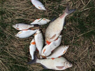 Carp bream ×2 — ATMATA