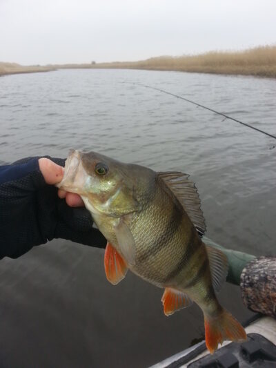 Eurasian perch