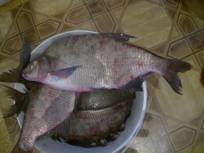 Carp bream ×7 — Minija