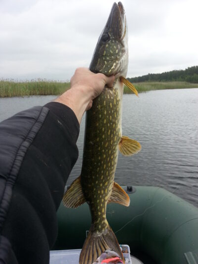 Northern Pike