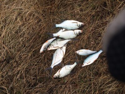 Silver Bream — Gaižėnų