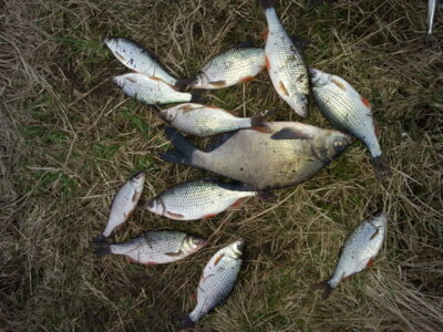 Carp bream — Aukštumala