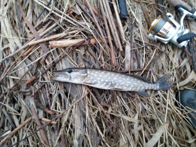 Northern Pike, 0.2 kg — Mūša