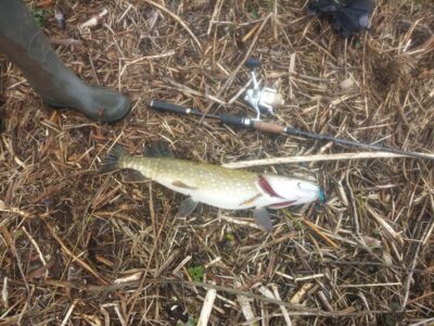 Northern Pike, 1.6 kg — Mūša