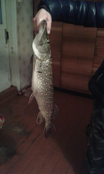 Northern Pike, 3.5 kg — Elmininkų