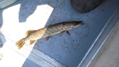 Northern Pike — Ekrano gamyklos