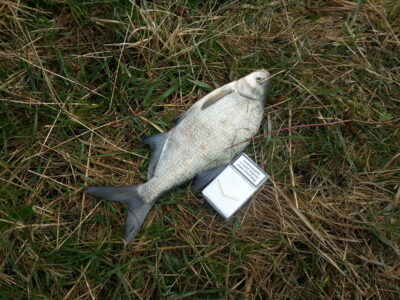 Carp bream — ATMATA