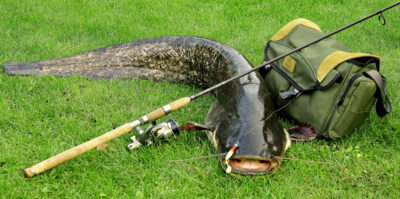 Wels catfish, 16.0 kg — Neman River