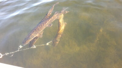 Northern Pike ×3 — Vištytis