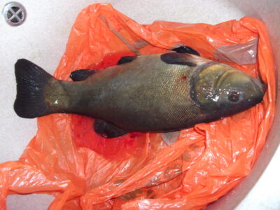 Tench, 1.4 kg