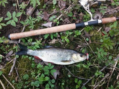 chub, 0.5 kg — Mūša