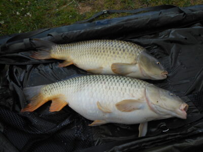 Carp