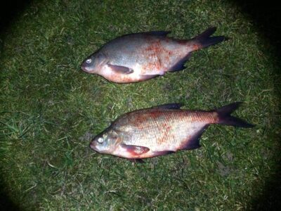 Carp bream ×2 — ATMATA