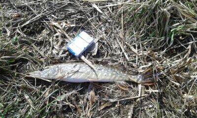 Northern Pike, 0.6 kg — Talkša