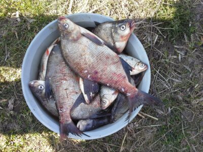 Carp bream — Aukštumala