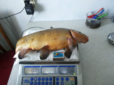 Tench