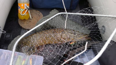 Northern Pike, 4.0 kg — Vištytis