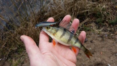 Eurasian perch