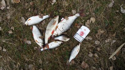Roach ×7 — Elektrėnai reservoir