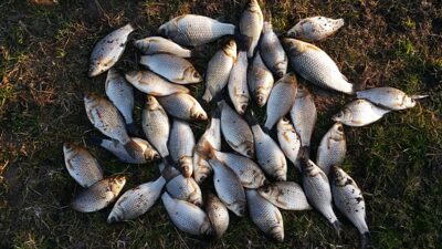 Prussian carp ×40