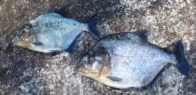 White piranha