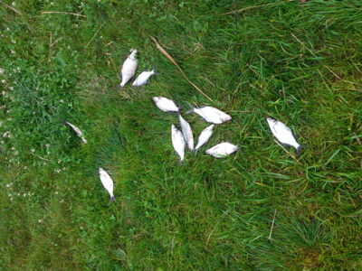 Silver Bream ×11 — Kairių
