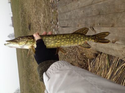 Northern Pike — Ilgiai