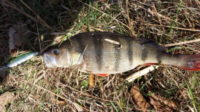 Eurasian perch, 1.0 kg