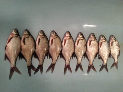 Silver Bream ×9 — Bubių