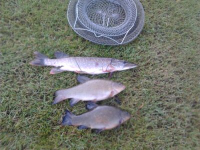 Northern Pike — Kiaunupio
