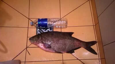 Carp bream, 2.7 kg — Dargaičių