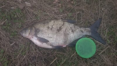 Carp bream — Neman River