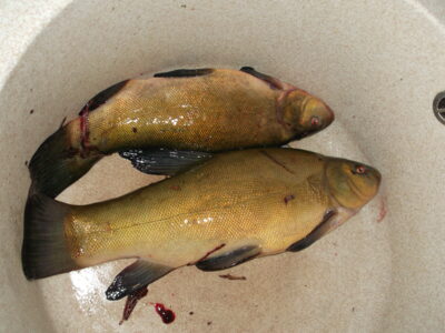 Tench ×2