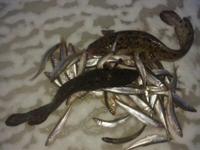 Burbot ×2 — Kuršių