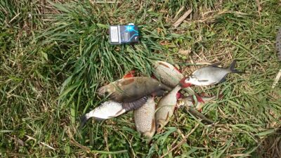 Eurasian perch — Baltrušaičių