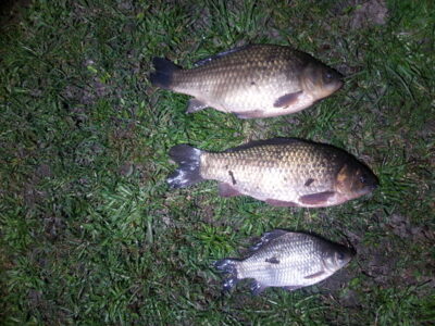 Prussian carp — Tverų