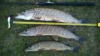 Northern Pike ×4
