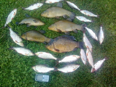 Crucian carp