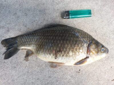 Prussian carp