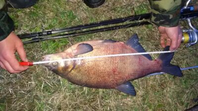 Carp bream, 2.7 kg — Merguva