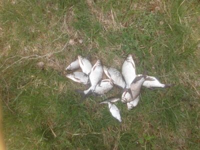 Carp bream ×12 — Lydekis