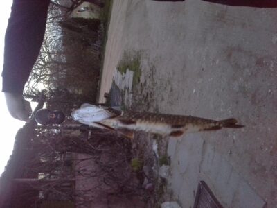 Northern Pike
