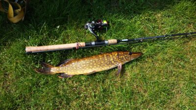 Northern Pike, 1.1 kg — Skauduliškių