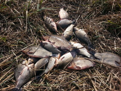 Prussian carp ×18 — Pailių