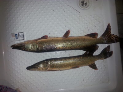 Northern Pike ×2 — Rotinėnų