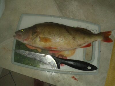 Eurasian perch, 0.8 kg — Kuršių