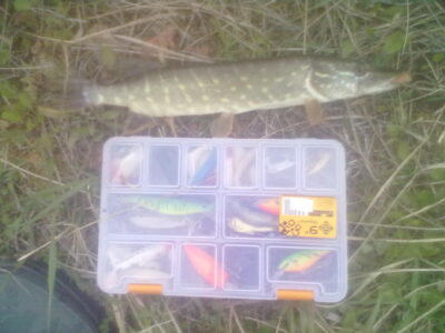 Northern Pike ×3
