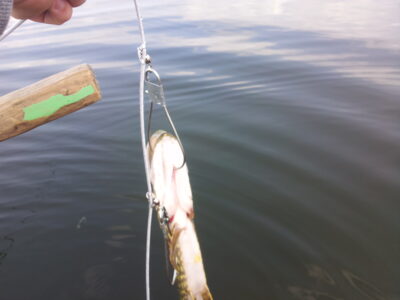 Northern Pike, 1.2 kg — Čičirys