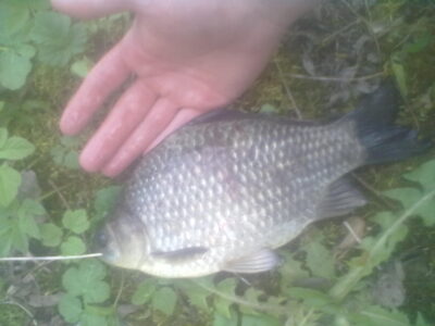 Prussian carp