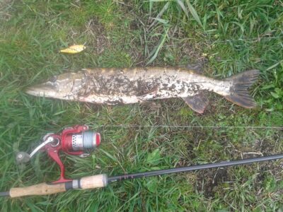 Northern Pike, 2.5 kg